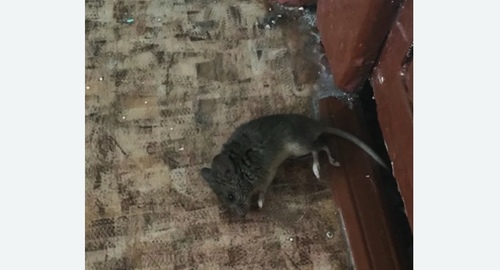 Дезинфекция от мышей в Северном Медведково города Москвы